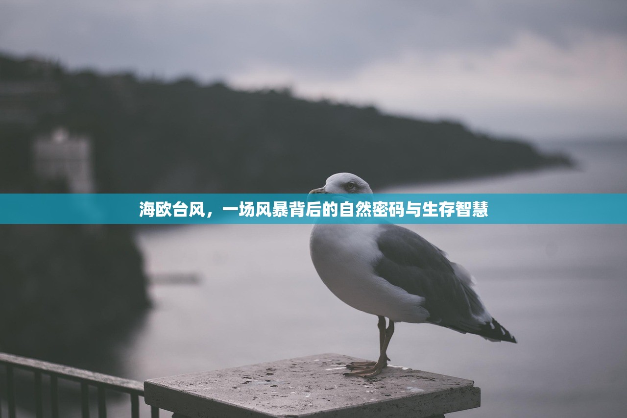 海欧台风，一场风暴背后的自然密码与生存智慧