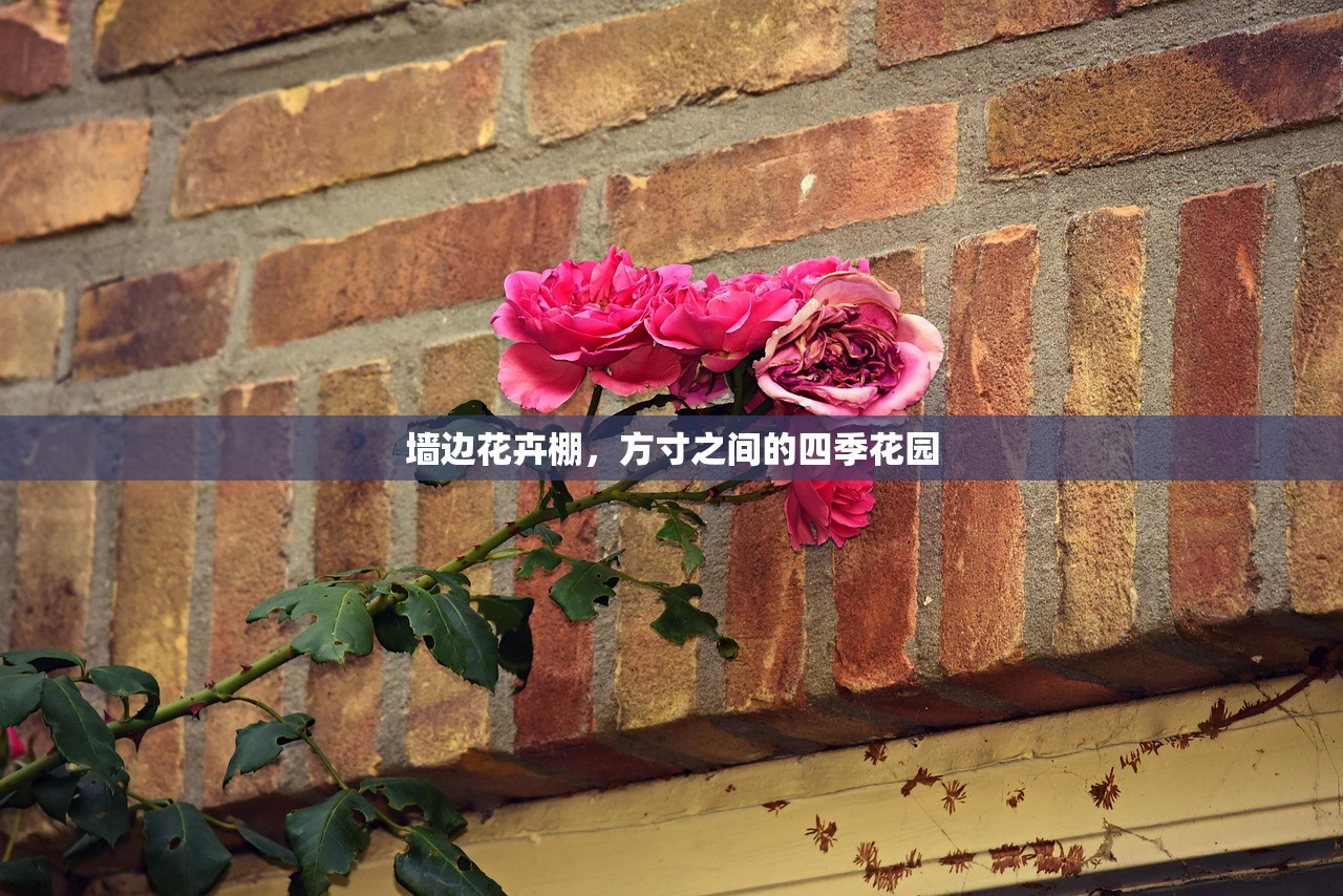 墙边花卉棚，方寸之间的四季花园