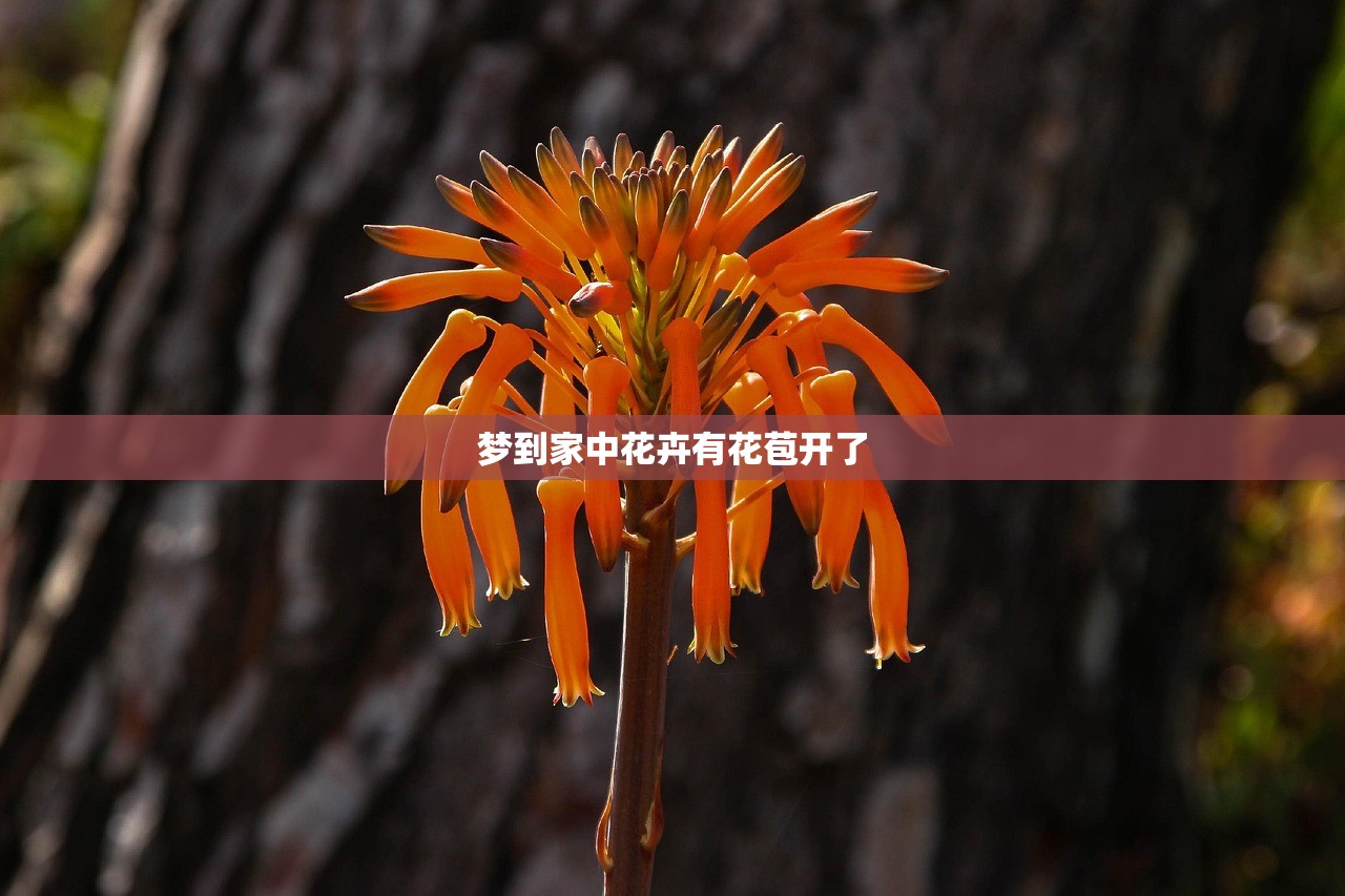 梦到家中花卉有花苞开了