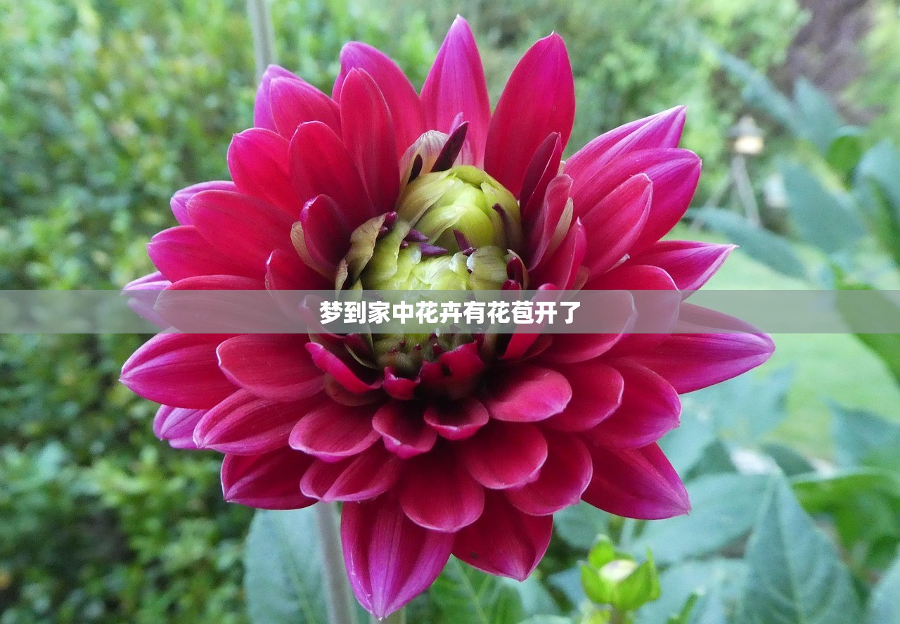 梦到家中花卉有花苞开了