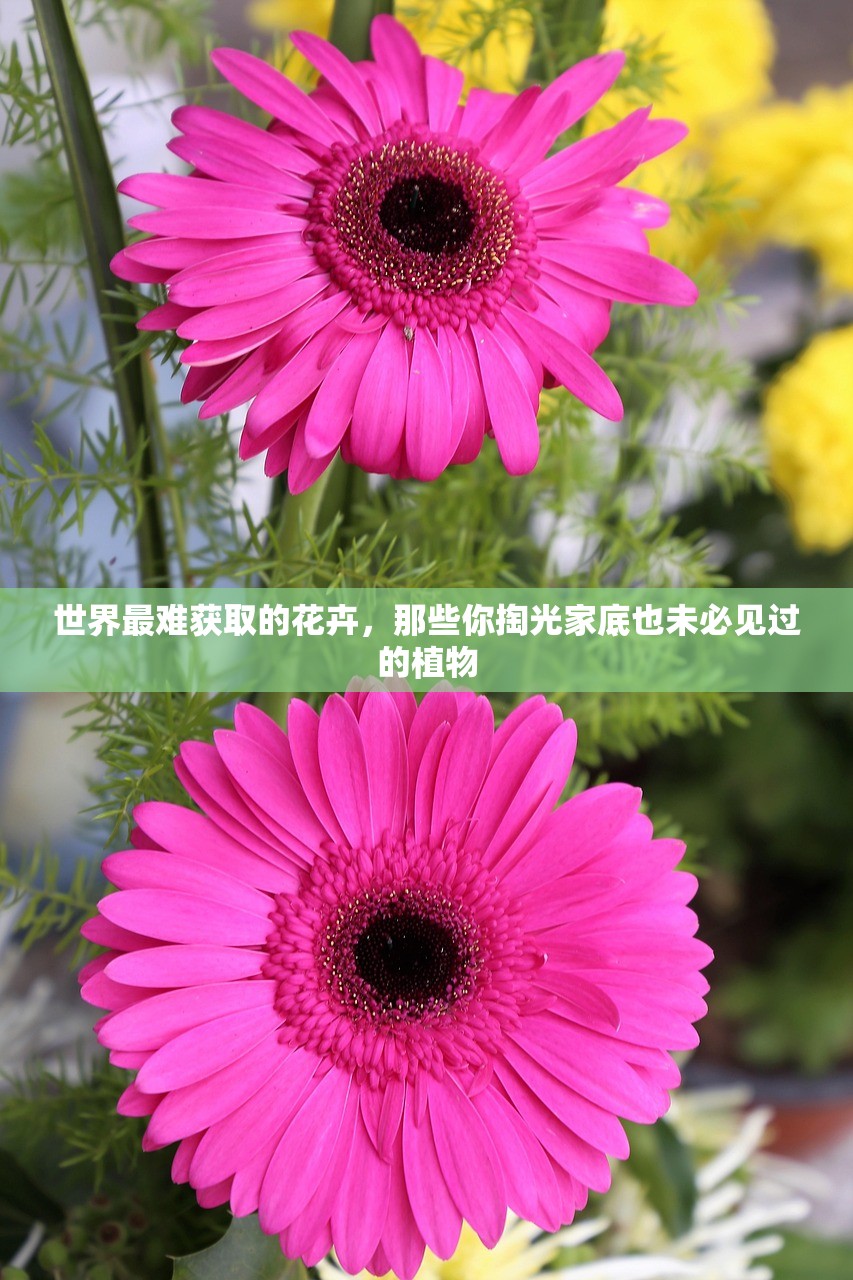 世界最难获取的花卉，那些你掏光家底也未必见过的植物