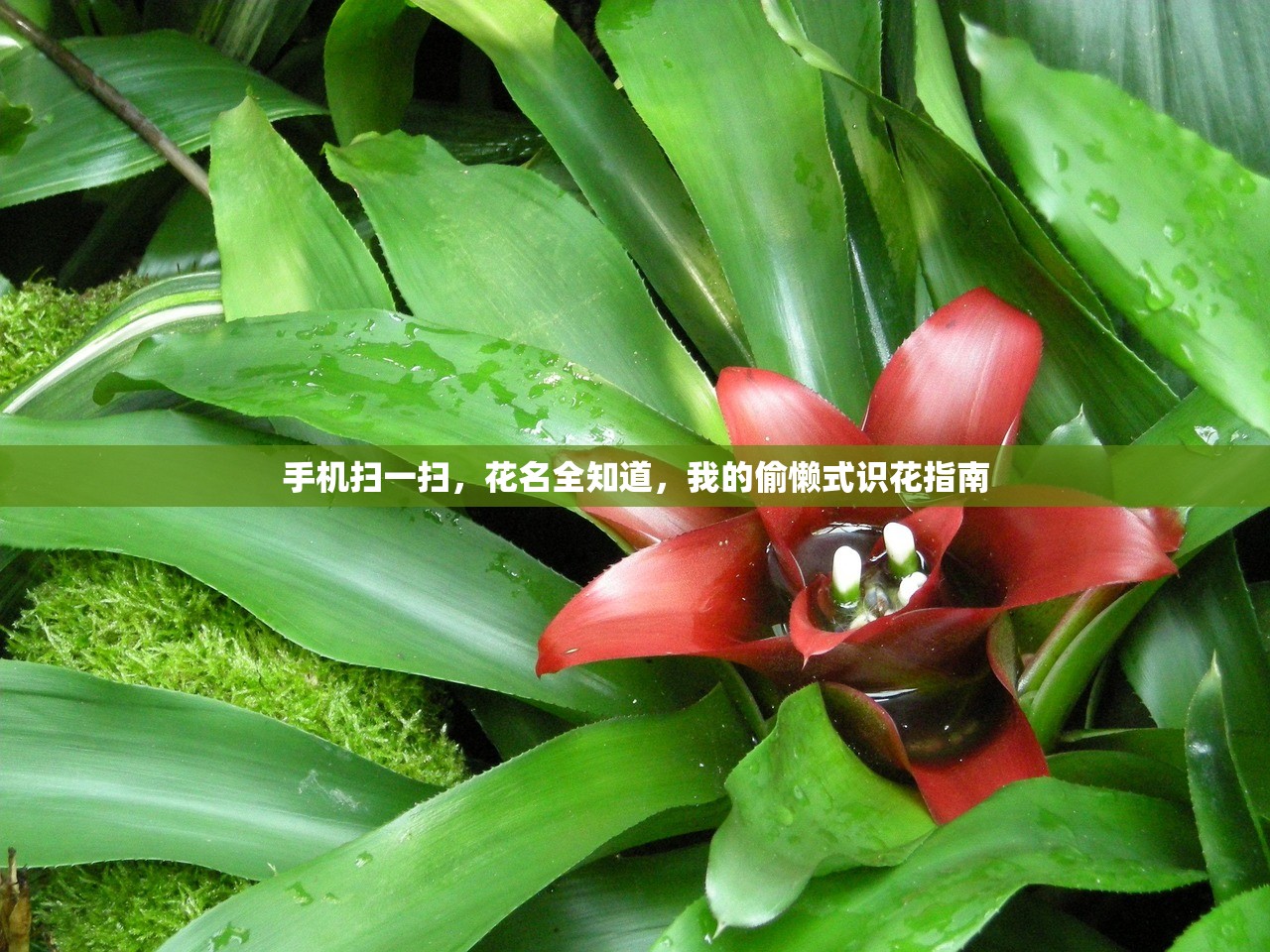 手机扫一扫，花名全知道，我的偷懒式识花指南