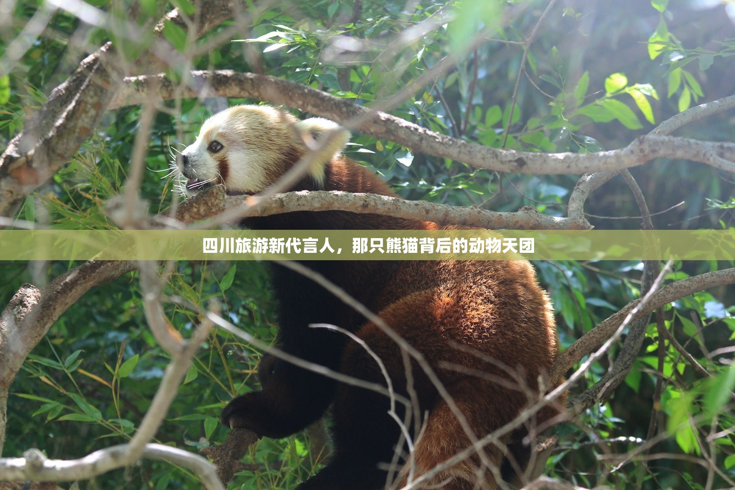 四川旅游新代言人，那只熊猫背后的动物天团